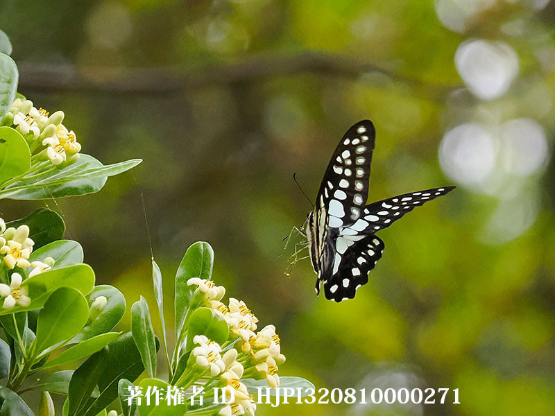 宮崎のミカドアゲハ