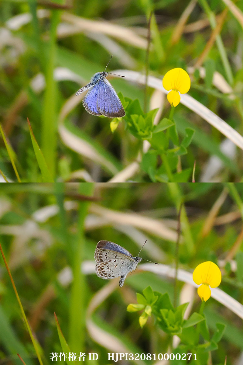 シルビアシジミ