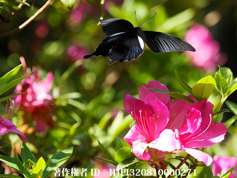 クロアゲハ　宮崎