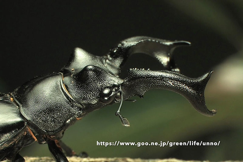 セアカフタマタクワガタ