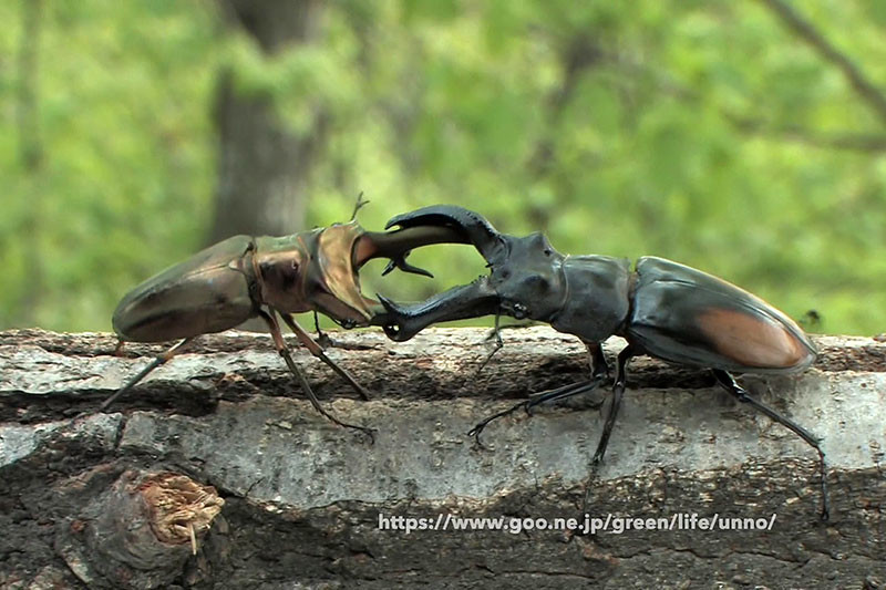 セアカフタマタクワガタvsエラフスホソアカクワガタ