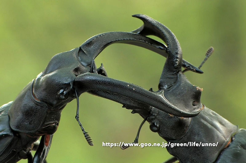 セアカフタマタクワガタvsリノケロスフタマタクワガタ