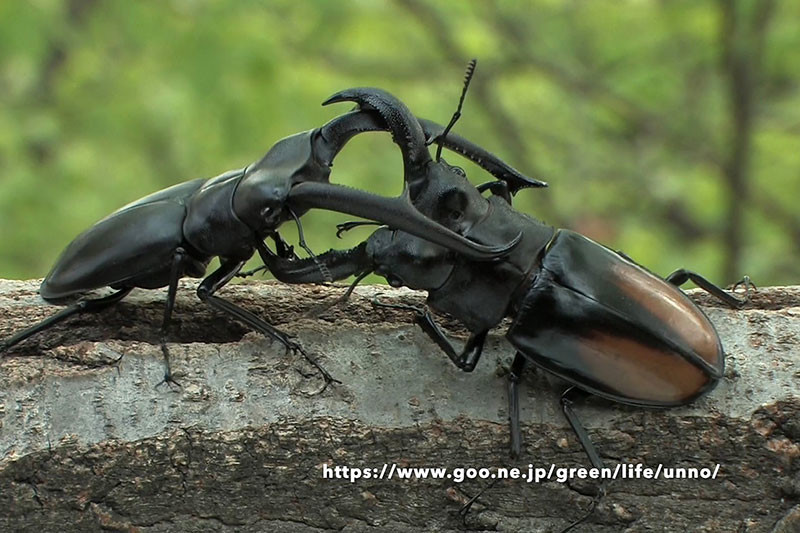 セアカフタマタクワガタvsマンディブラリスフタマタクワガタ