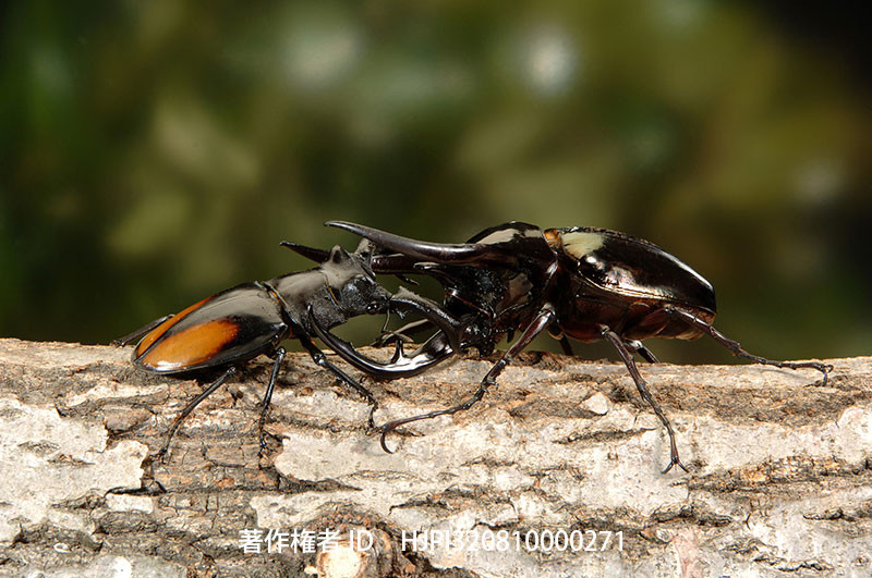 コーカサスオオカブト対セアカフタマタクワガタ