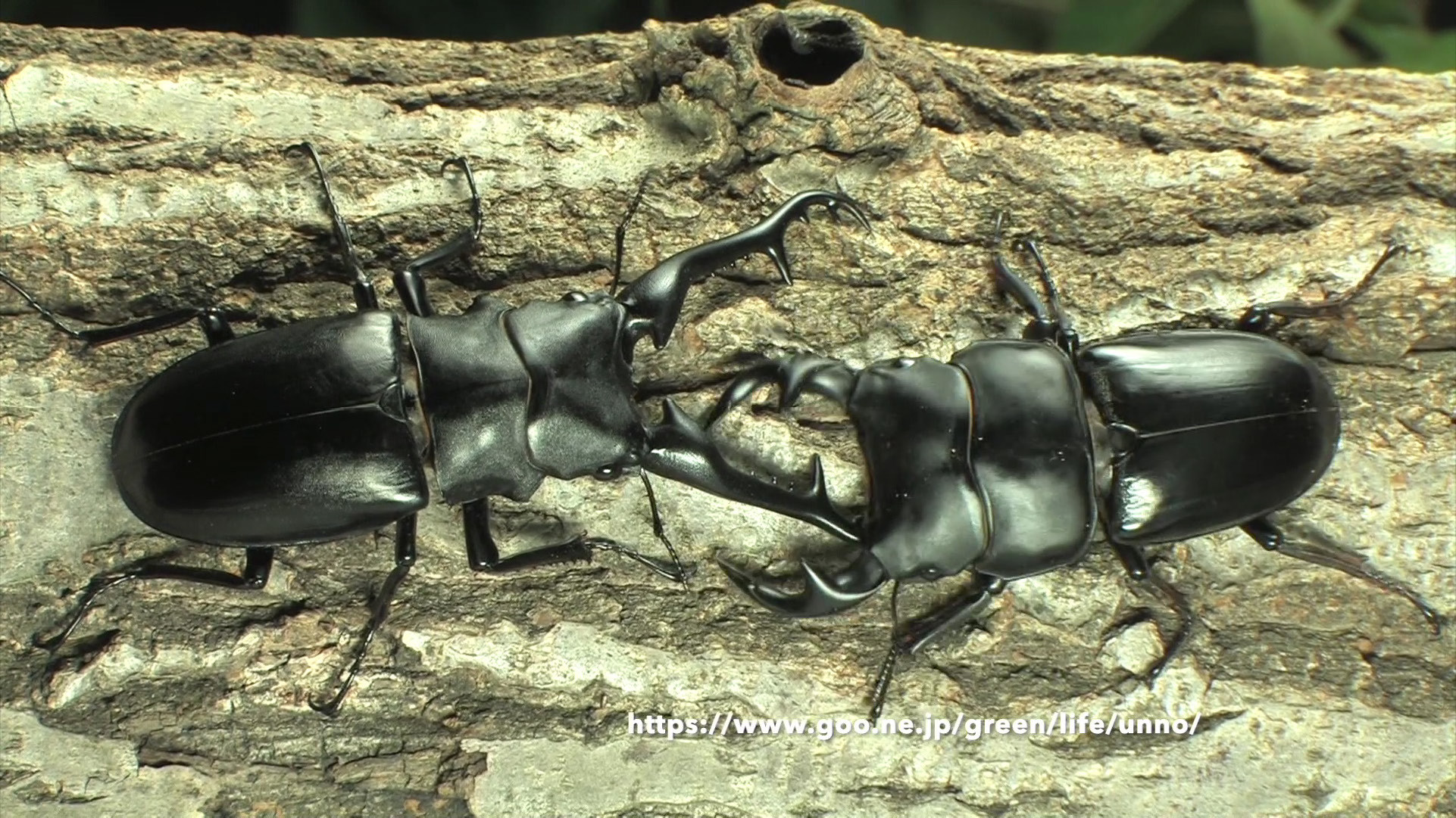 ギラファノコギリクワガタ対グランディスオオクワガタ
