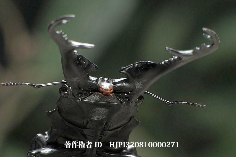 ギラファノコギリクワガタ同士の闘い