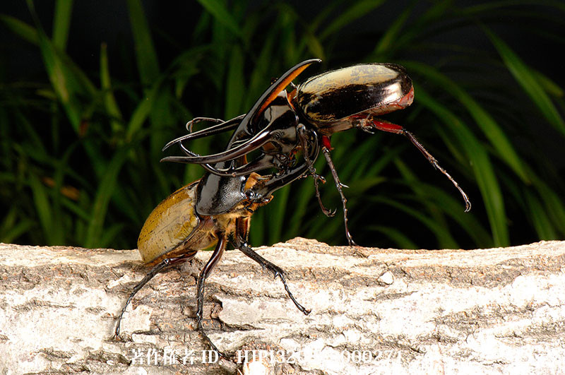 ヘラクレスオオカブトvsコーカサスオオカブト