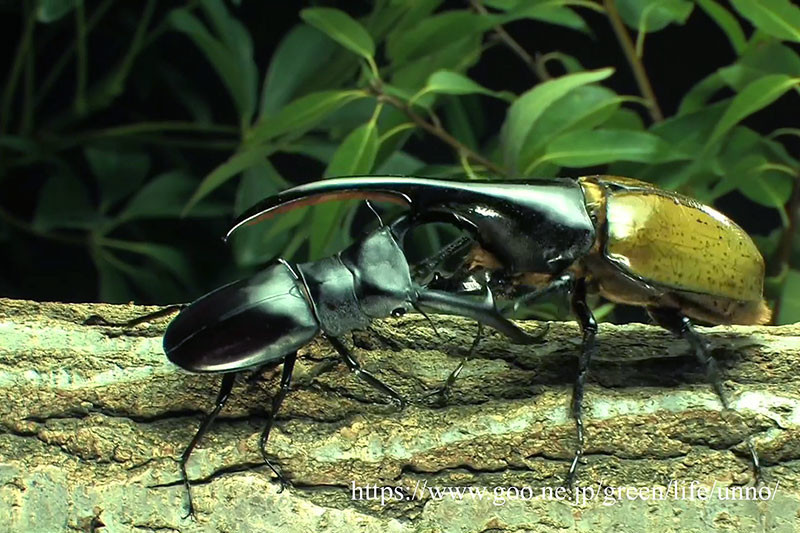 ヘラクレスオオカブトvsマンディブラリスフタマタクワガタ