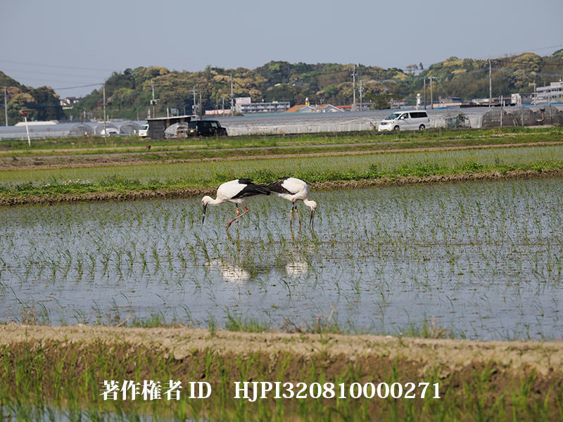 宮崎市のコウノトリ