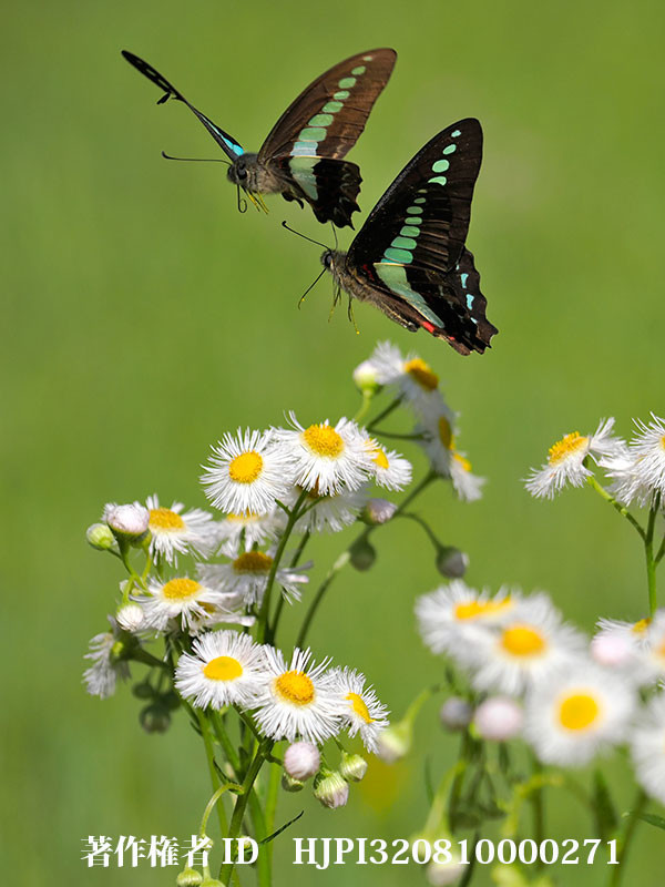 アオスジアゲハ　ハルジオンに舞う
