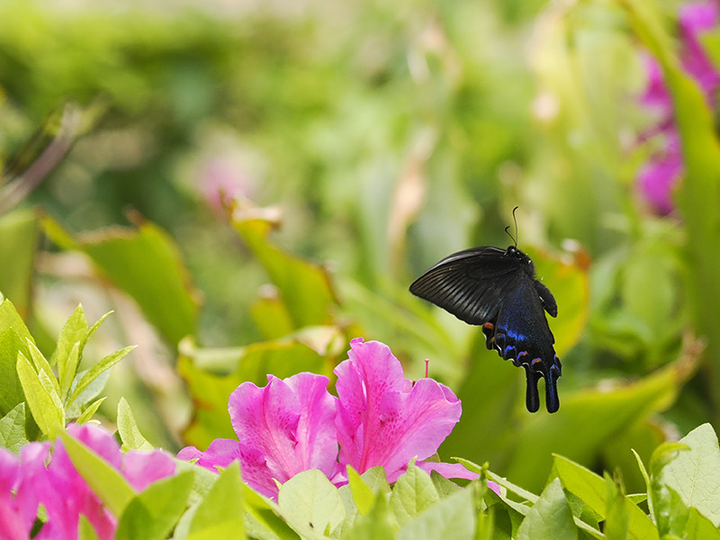 白内障の手術を終えて