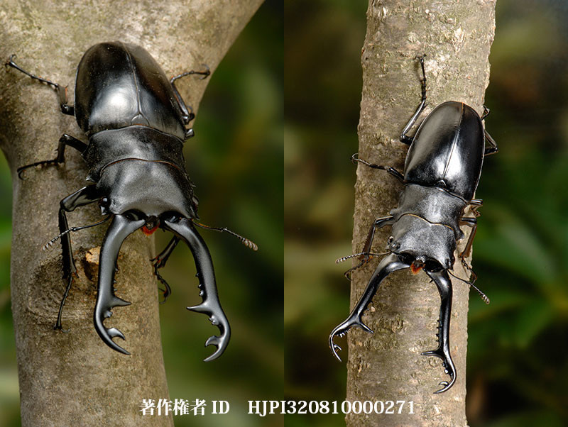 ギラファノコギリクワガタ