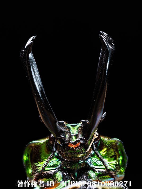 ニジイロクワガタ