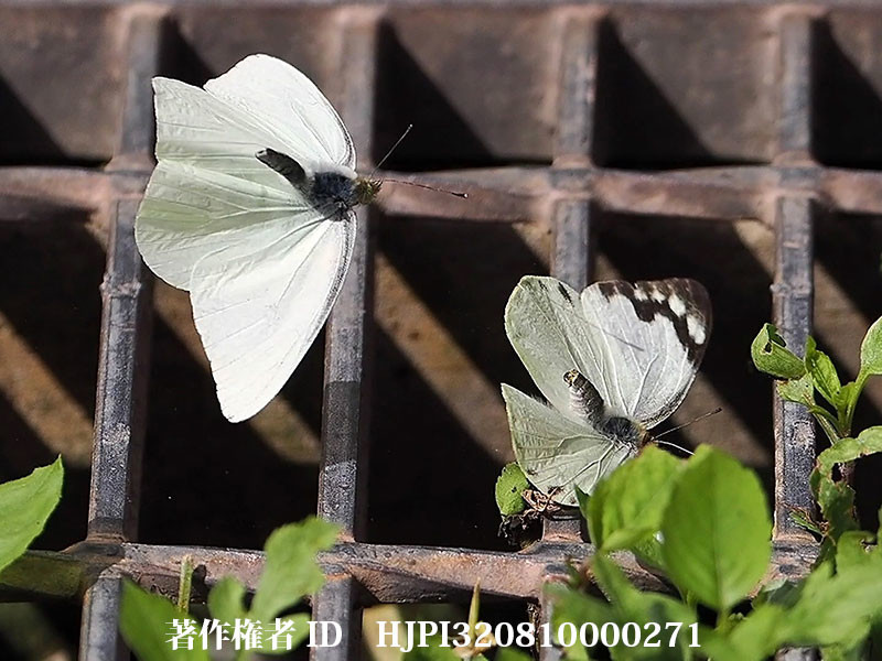 ナミエシロチョウの求愛