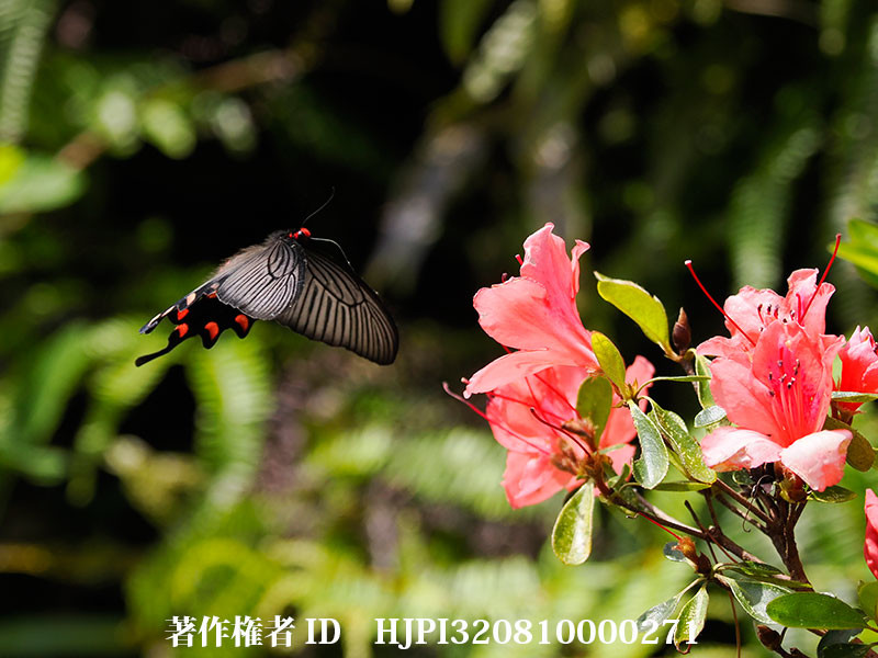 石垣島のジャコウアゲハのメス