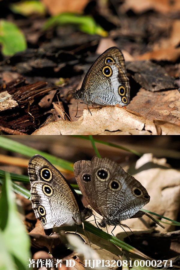 マサキウラナミジャノメの求愛
