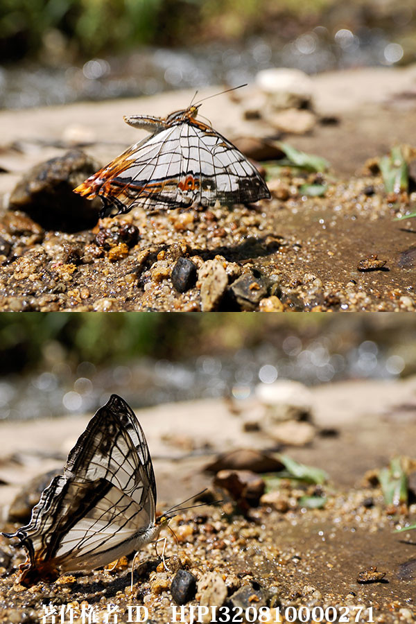 イシガケチョウ