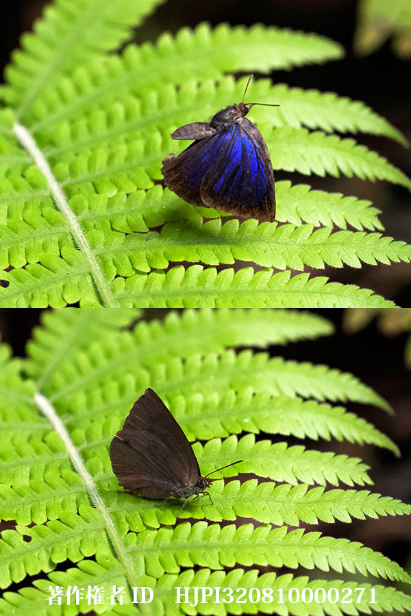 石垣島のムラサキシジミ
