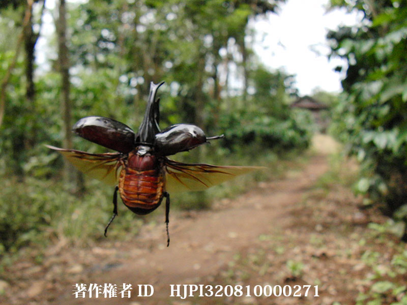 カシオF1で撮影したヒメカブト