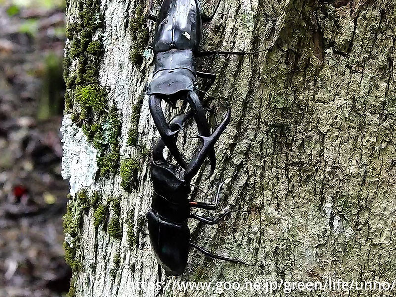マンディブラリスフタマタクワガタの闘い（スマトラ島）