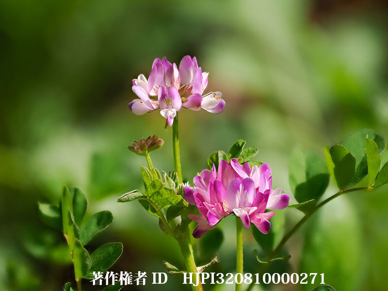 レンゲが咲きはじめた