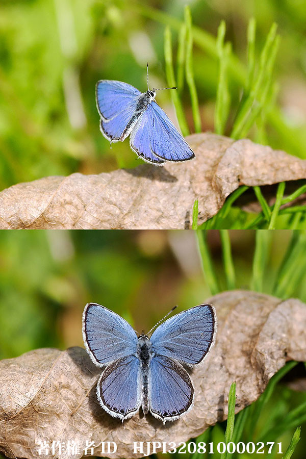 ツバメシジミが飛びはじめた