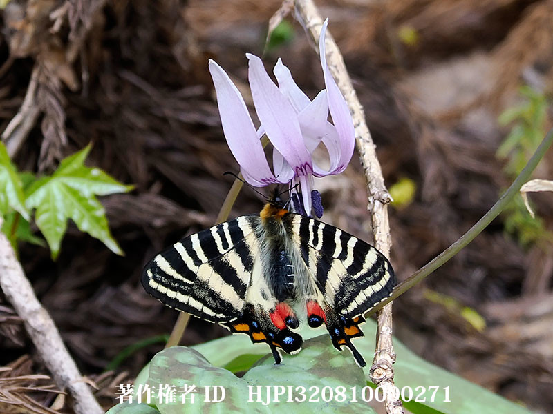 カタクリにギフチョウ