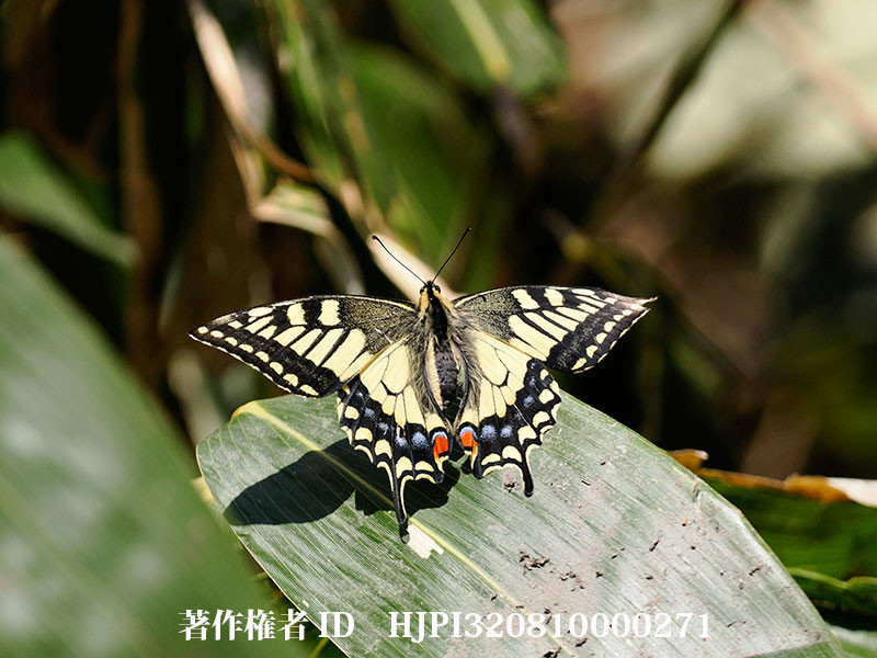 キアゲハの飛び立ち