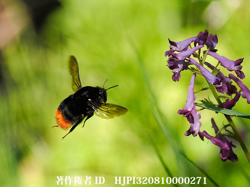 クロハナバチの女王がムラサキケマンで吸蜜