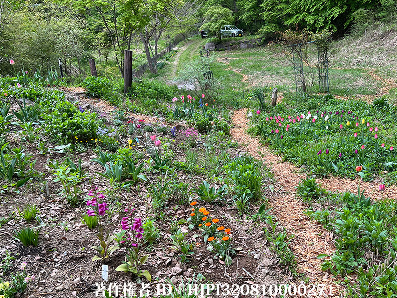 今日のバタフライガーデン