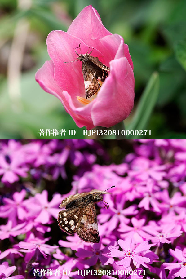 シバザクラとチューリップにミヤマセセリ