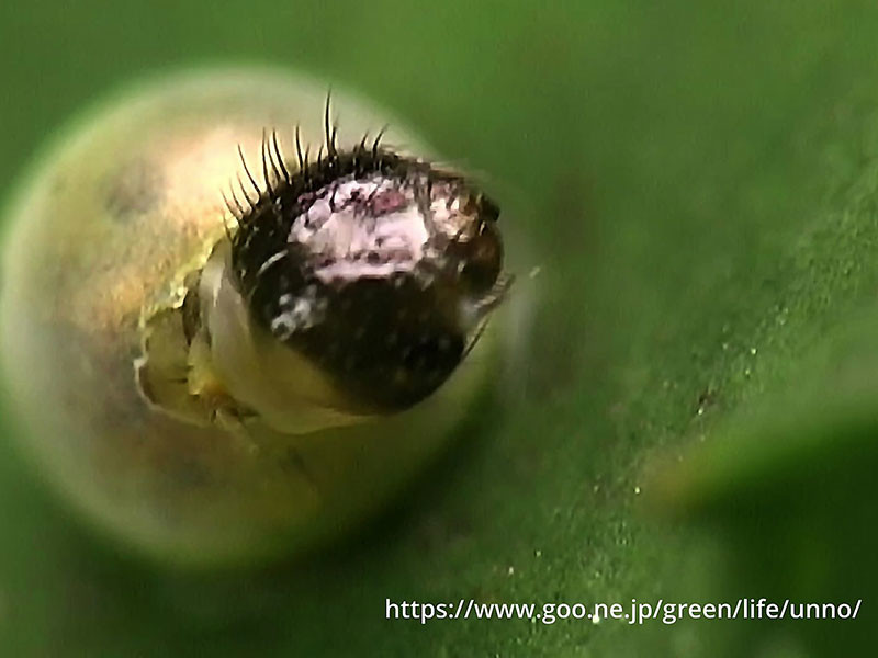 昆虫の孵化