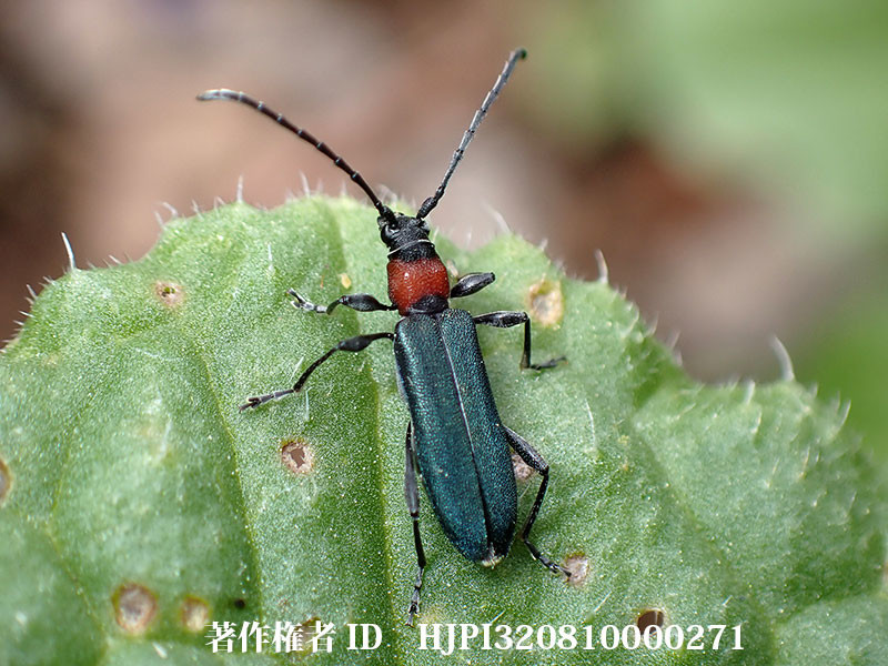 ホタルカミキリ