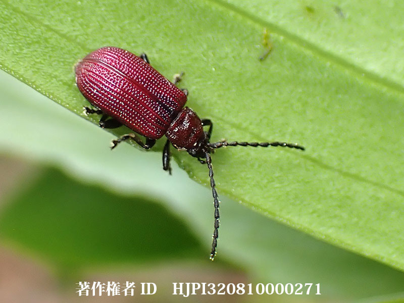 カタクリハムシ