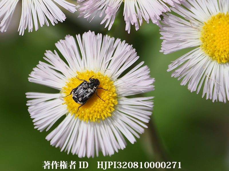 ハルジオンにヒラタハナムグリ