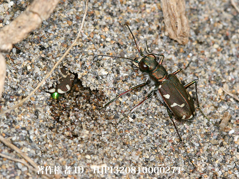 コニワハンミョウの産卵、不思議な行動