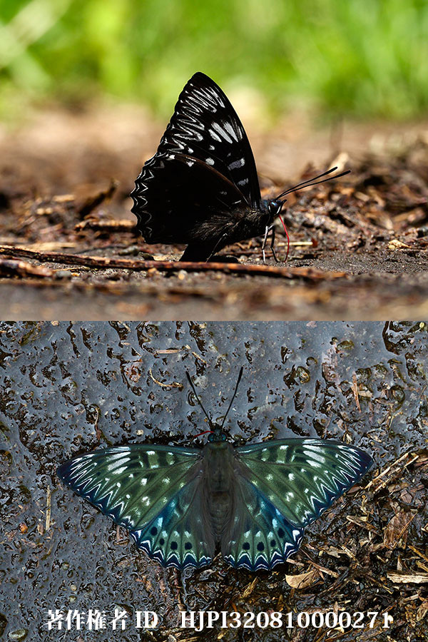 庭のスミナガシ