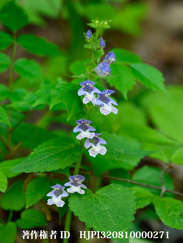 白内障手術を終えて、眼内レンズ。