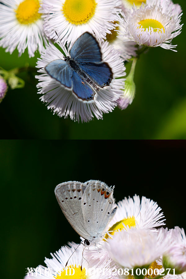 ツバメシジミが増えてきた