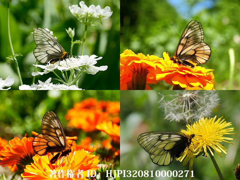 庭のウスバシロチョウの来た花
