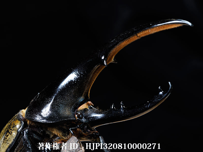 ヘラクレスオオカブトを深度合成で撮る