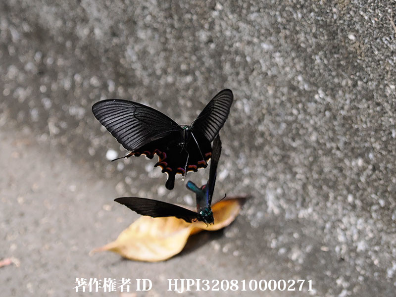 ヤエヤマカラスアゲハの求愛