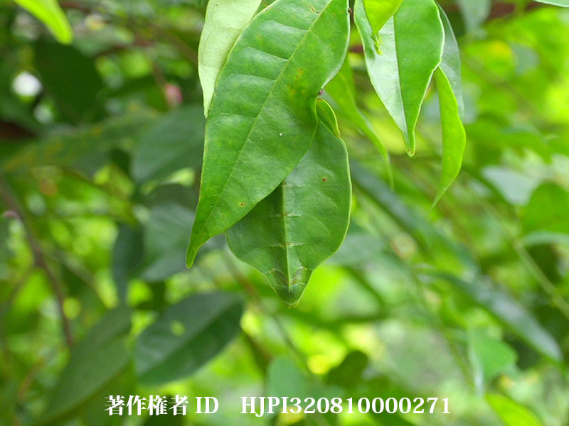 ビオクラツムコノハムシ