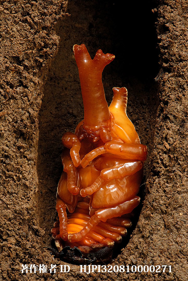 カブトムシの蛹化