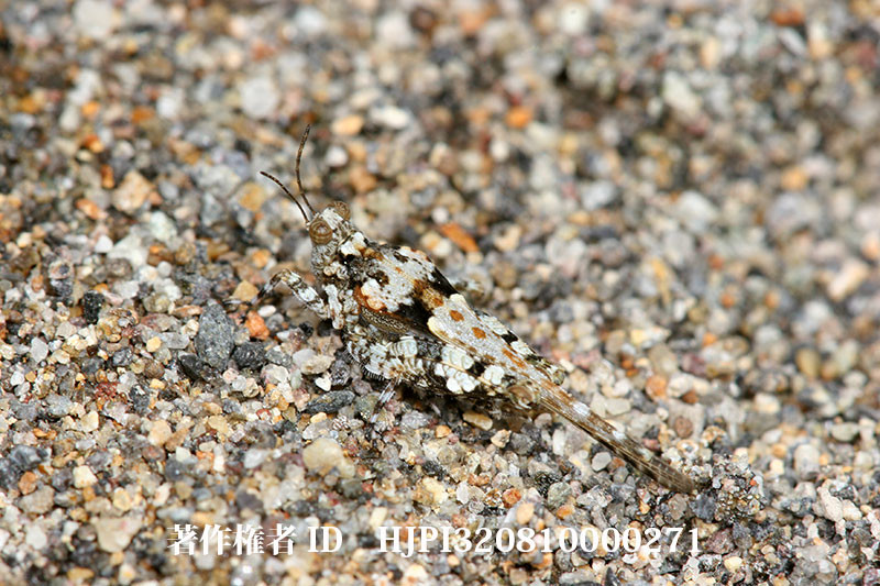 ニセハネナガヒシバッタの擬態