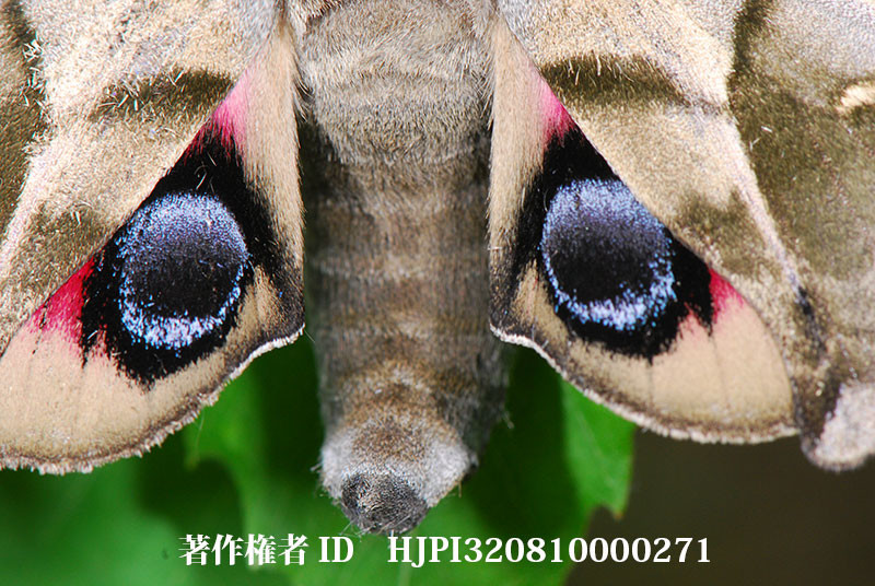 ウチスズメの威嚇