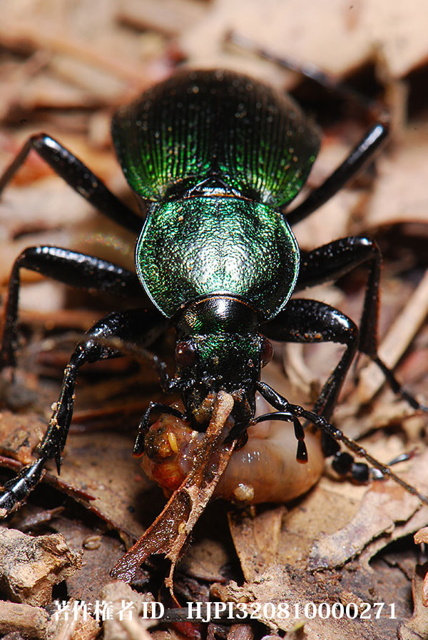 アオオサムシ、ミミズを食べる