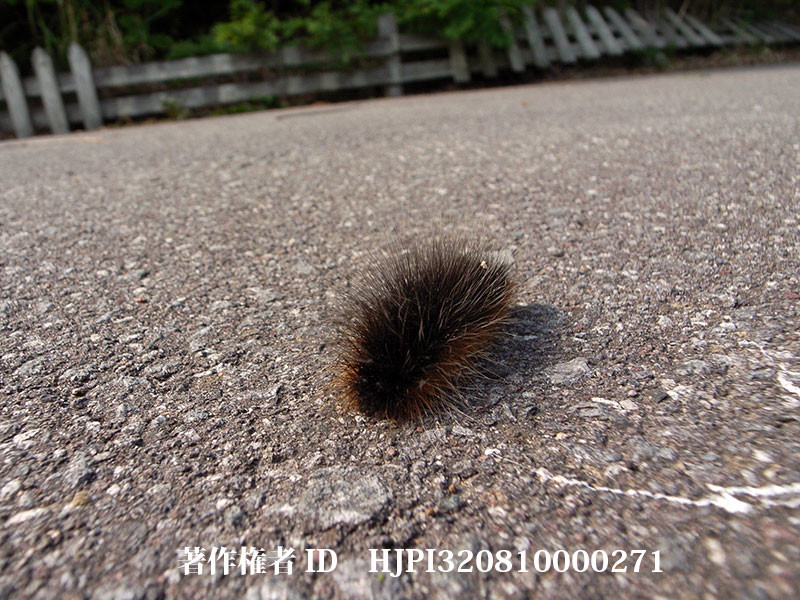 ヒトリガの幼虫の大冒険