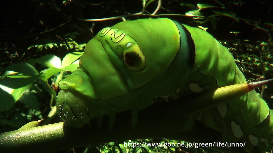 虫の目レンズの世界　ナミアゲハの幼虫