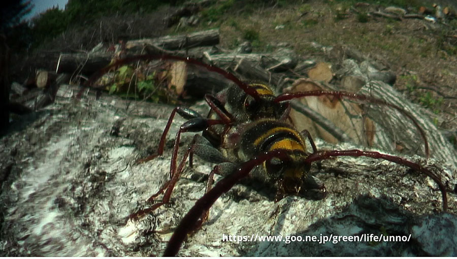 虫の目レンズの世界　クリストフコトラカミキリの産卵